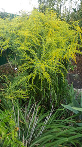 solidago canadensis