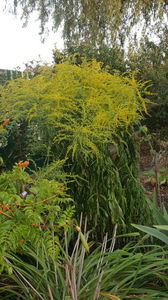 solidago canadensis