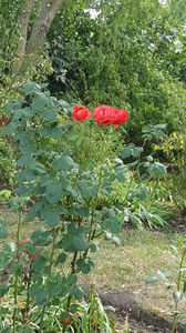rosa (teahybrid) red