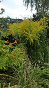 solidago canadensis