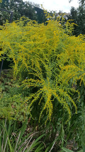 solidago canadensis