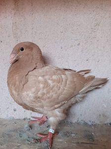 Cadou