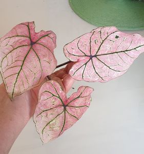 Caladium 35 lei