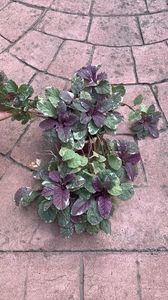 Ajuga Reptans, 20 lei