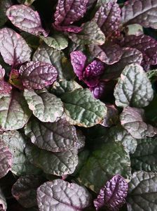 AJUGA-BURGUNDY-GLOW-SMALL-