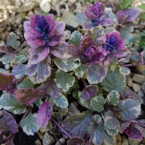 vinerita-ajuga-reptans-variegata_