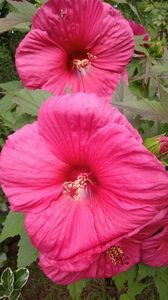 Hibiscus moscheutos