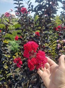 liliac indian lagestroemia indica blak diamond best red3