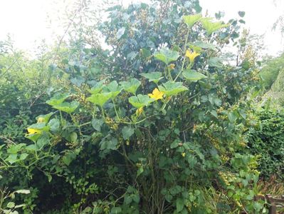 Liliacul acaparat de un dovleac