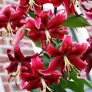 bulbi-crin-miss-feya-lilium da