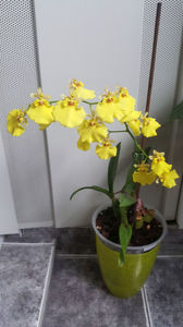 oncidesa "sweet sugar"