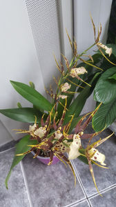 bratonia "shelob tolkien"