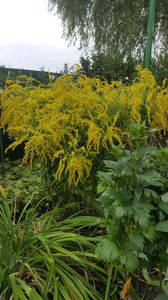 solidago canadensis