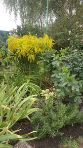 solidago canadensis