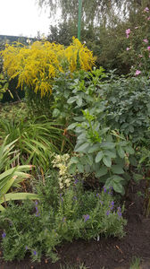 solidago canadensis