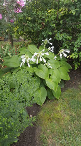 hosta (crini de toamna)