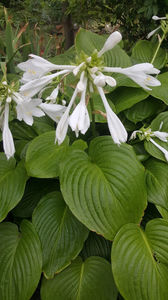 hosta(crini de toamna)