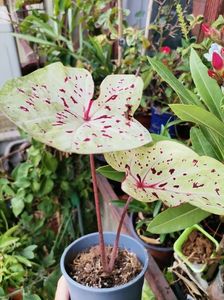 ; Caladium25 lei
