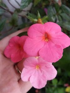 Jay Dee pink