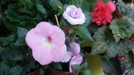 Frumoasa necunoscuta in spate; Am rupt floarea cand udam si am asezat-o pe frunzele lui Harecroft pentru poza... sssst, e secret! ;)))
