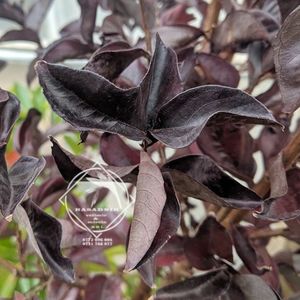 liliac indian lagestroemia indica blak diamond best red5