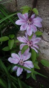 IMG-20190519-WA0000
