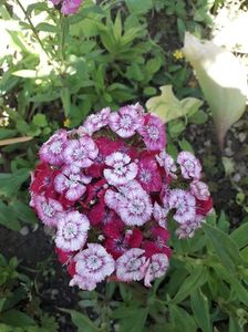 IMG-20190519-WA0003