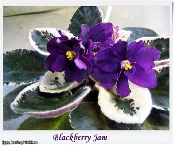 Blackberry Jam