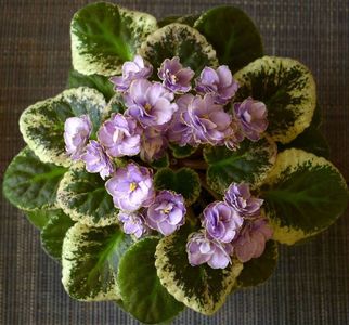 Buckeye Sarsparilla
