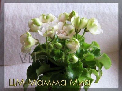 CM-Mamma Mia
