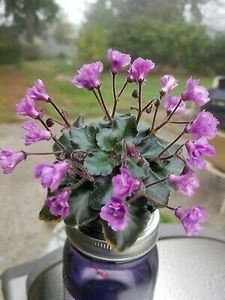 Im's Fairy Berry