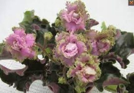 Island Rose