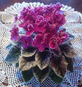 Jolly Frills