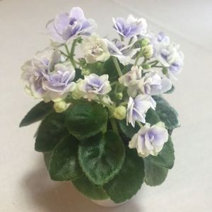 Jolly Orchid