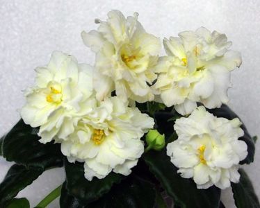 Jolly Sun Chasier