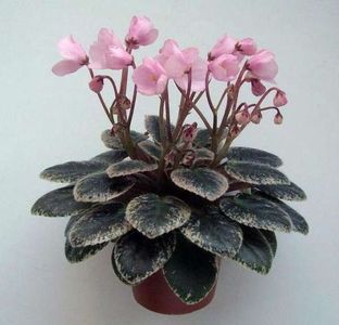 Joy's Pink Halo (D.Hoover)