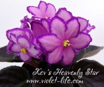 Kev's Heavenly Star