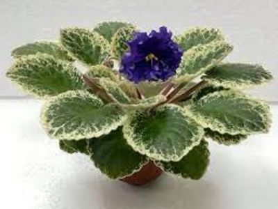 LE-Grezy Sultana
