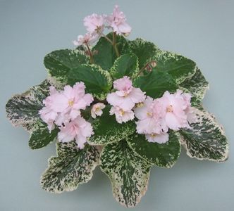 LelaMarie