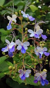 Clerodendron ugandese