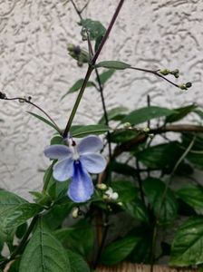 Clerodendron ugandese