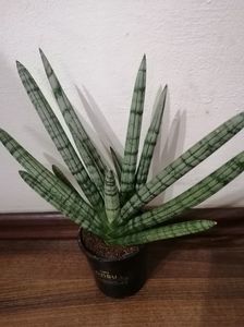 Sansevieria Tiara Platinum; Sansevieria Tiara Platinum
