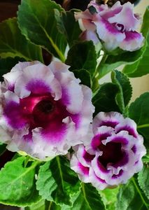04.09.2021; Gloxinia
