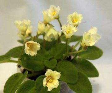 Senk's Alchemy Yellow