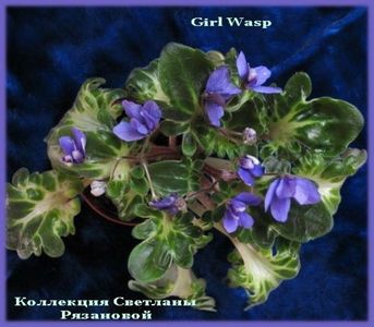 Senk's Girl Wasp