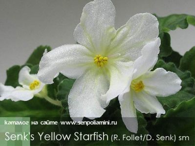 Senk's Yellow Starfish