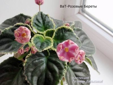 VAT-Rozovye Berety