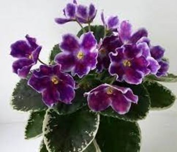 VAT-Veronika