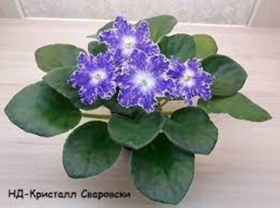 ND-Kristall Swarovski -ND-кристалл Сваровски