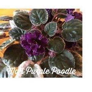 Ma's Purple Poodle